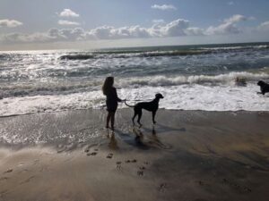 Ventnor Beach dog Isle of Wight