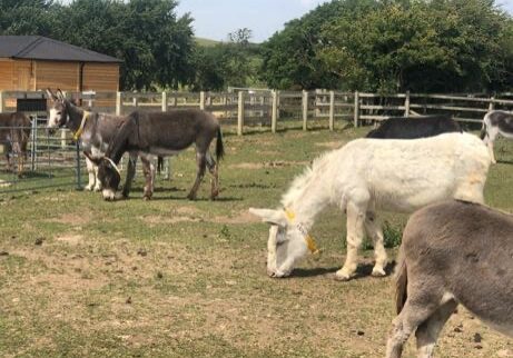 Donkey Sanctuary Isle of Wight